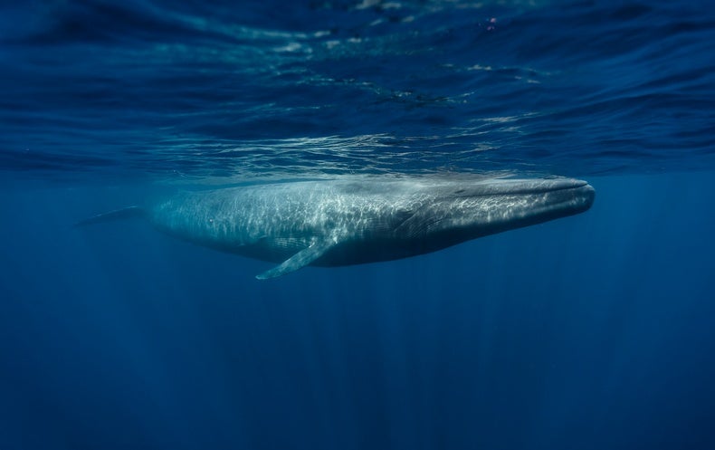 Can Placing a Cost on a Whale Save the Ecosystem?