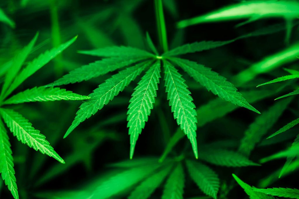 Cannabis Consumers Have Triple the Odds for Leg Artery Disease (Review)
