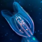 The Closest Dwelling Relative of the Very first Animal Has Ultimately Been Found