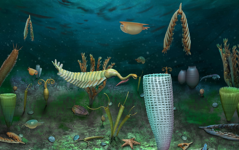462-Million-Yr-Previous Fossil Trove Holds Miniature World of Maritime Creatures