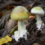 World’s Deadliest Mushroom May well Now Have an Antidote