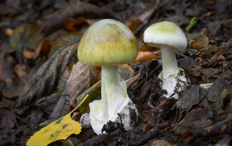 World’s Deadliest Mushroom May well Now Have an Antidote