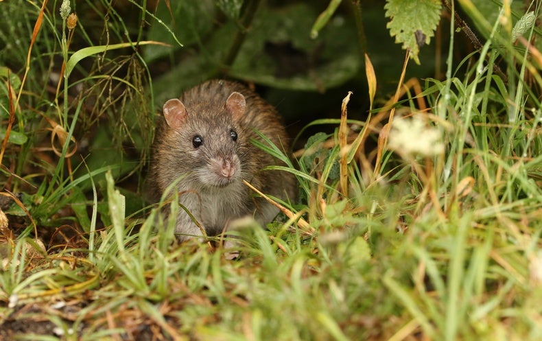 Rats Are At last Gone from This Vulnerable Island