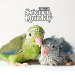 Parrot Babies Babble Just Like Us