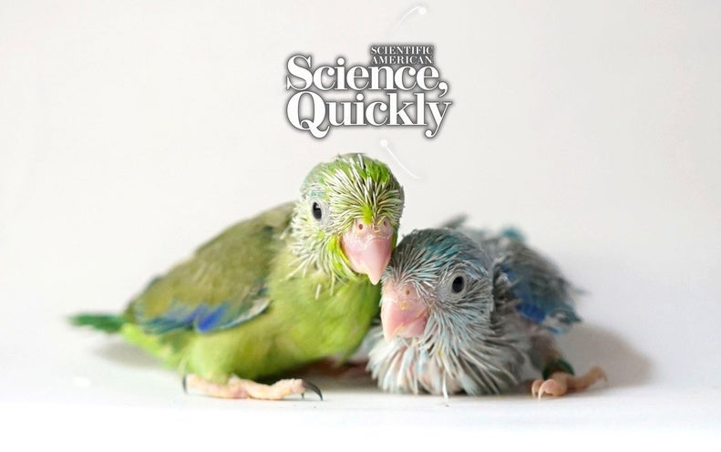 Parrot Babies Babble Just Like Us