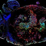 Lab-Developed Monkey Embryos Expose in 3-D How Organs Commence