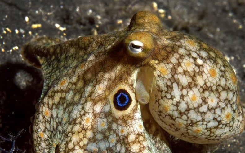 Octopuses Redesign Their Have Brains When They Get Chilly