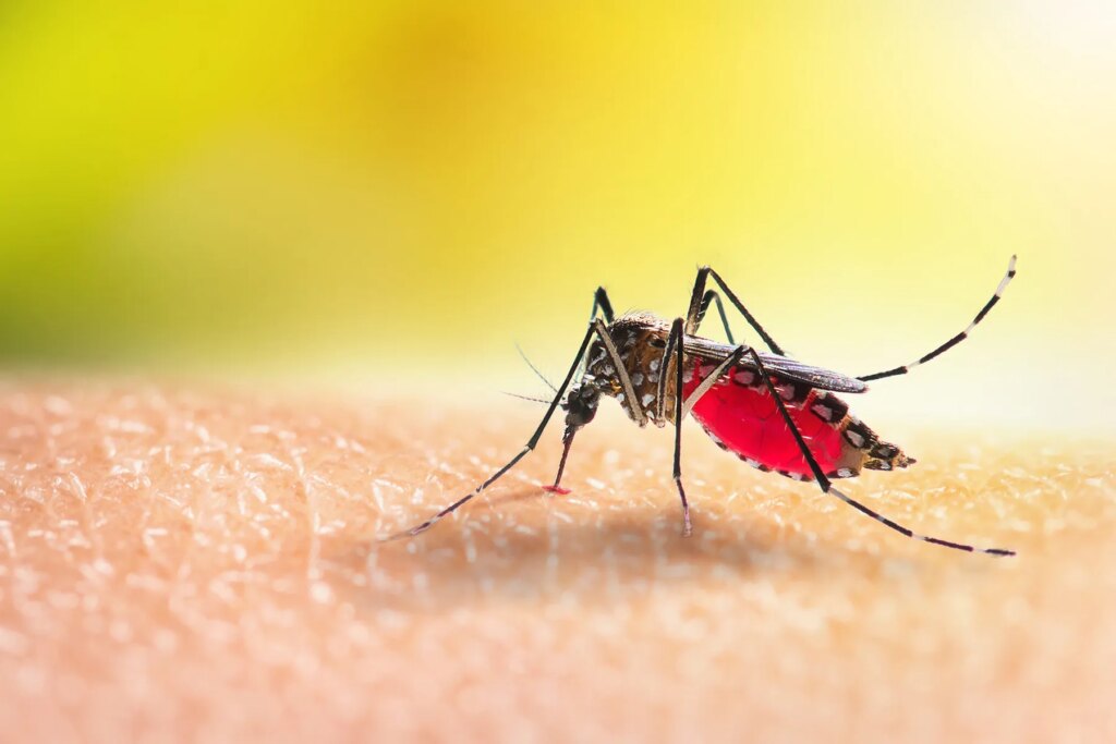 West Nile Virus Situations Climbing Nationwide Amid Mosquito Period