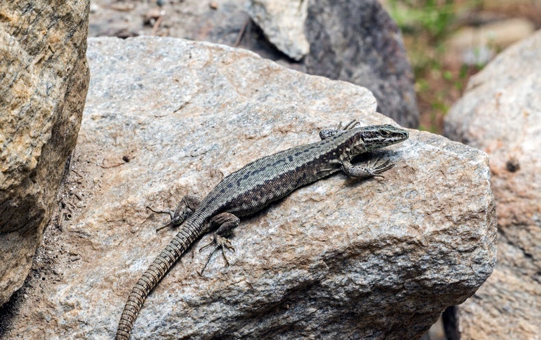 Some Lizards Can Scent Their Rivals’ Size