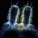 Proof of 1-Billion-Year-Outdated ‘Lost World’ of Microbes Found Beneath Australian Outback