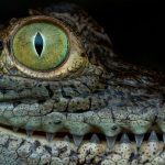 Crocodile’s ‘Virgin Birth’ Is a Very first for Science’s Heritage Books