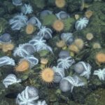 The Very hot Solution guiding a Deep-Sea ‘Octopus Garden’