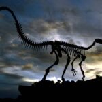 Paleontology Is Much Much more Than New Fossil Discoveries