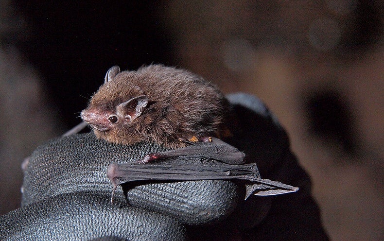 Lovely Moth-Dimensions Bats Identified in the Pacific Islands’ Largest Bat Cave
