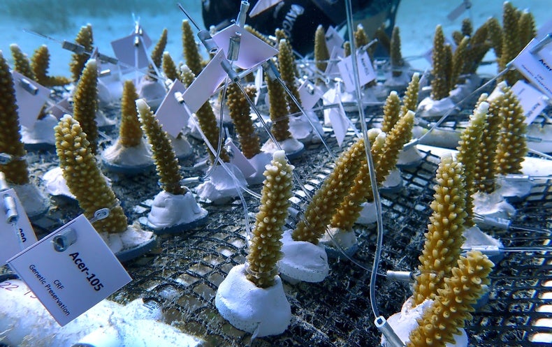 A Heroic Effort Aims to Help save Florida’s Coral Reefs from Report Warmth