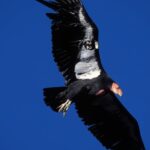 Endangered California Condors Get Fowl Flu Vaccine