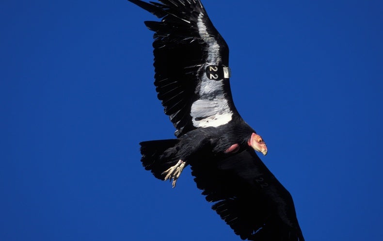 Endangered California Condors Get Fowl Flu Vaccine