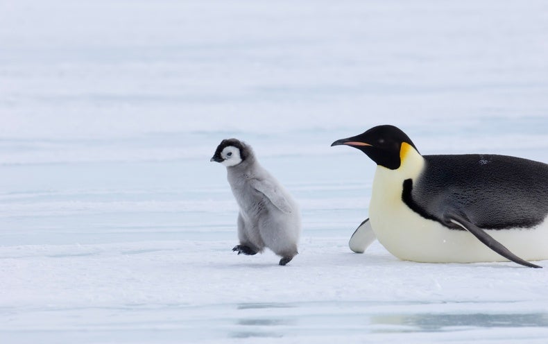 Penguin Chicks Are Dying Off as Antarctic Sea Ice Disappears