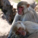 Male Monkeys Have Much more Sexual intercourse with Other Males Than with Ladies in This Very well-Analyzed Group