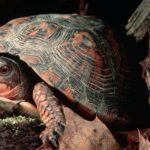 Turtle Shells History Nuclear History