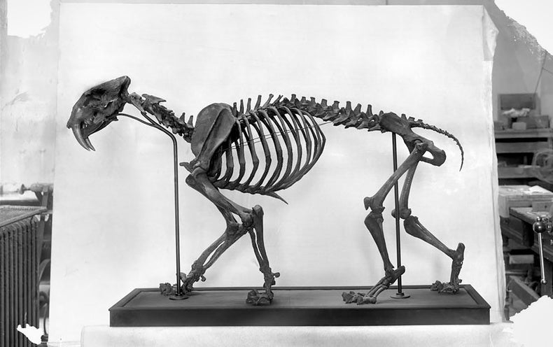 Fossils Buried in LA Tar Pit Display Why Saber-Toothed Cats Blinked Out of Existence