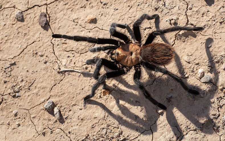 Eaten, Crushed or Starved Male Tarantulas Trade Their Existence to Impregnate a Mate