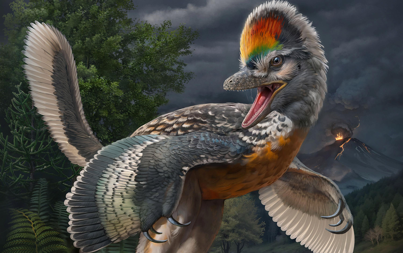 ‘Weird’ Dinosaur Prompts Rethink of Bird Evolution
