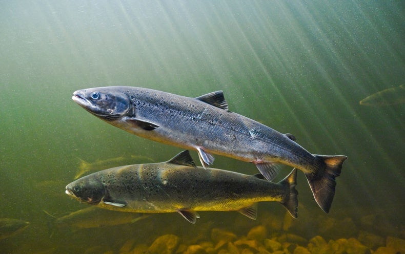 ‘Air-Conditioning’ Rivers and Streams Could Conserve Overheated Fish
