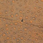 Countless numbers Much more Puzzling ‘Fairy Circles’ Have Been Discovered all around the Earth