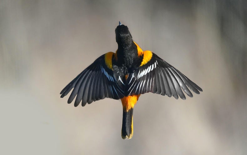 Photo voltaic Storms Can Hinder Hen Migration