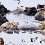 We Have to have to Think about Conservation on a Various Timescale