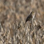 Thousands and thousands of Toddler Birds Are Dying from Serious Warmth