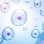 Little Collections of Cells Establish How a Human body Normally takes Its Form