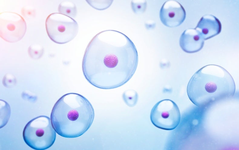 Little Collections of Cells Establish How a Human body Normally takes Its Form