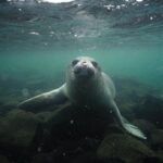 Seals Display Scientists an Unidentified Antarctic Canyon