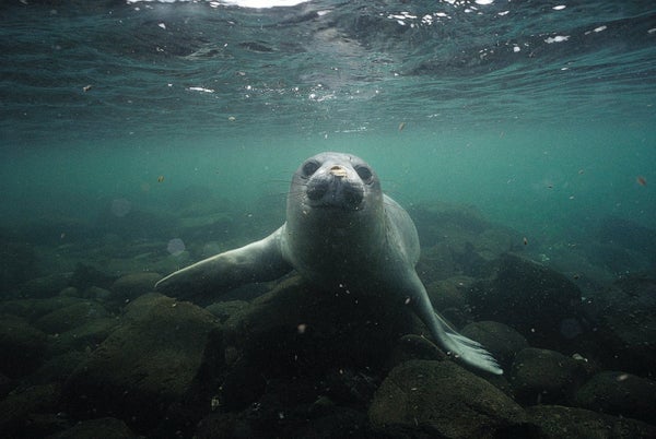 Seals Display Scientists an Unidentified Antarctic Canyon