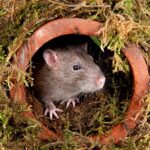 Rats Use the Electricity of Creativeness to Navigate and Move Objects in a VR Landscape
