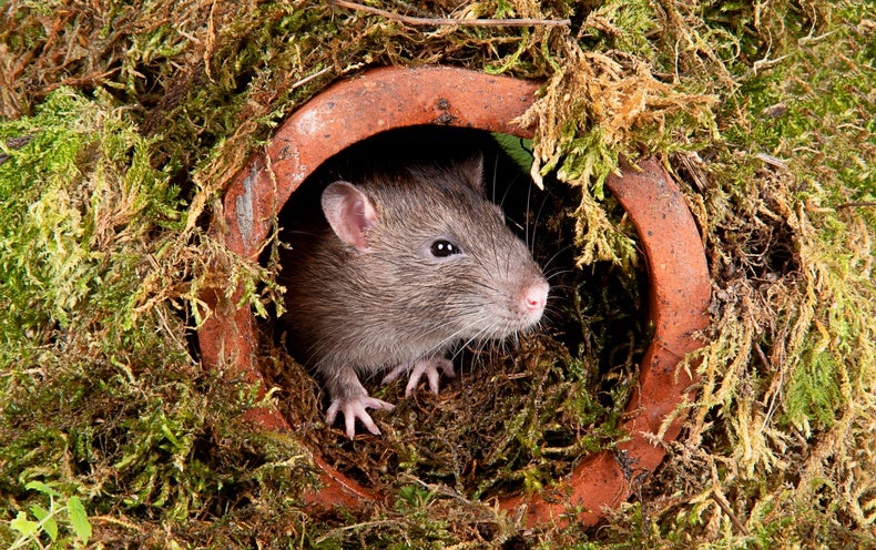 Rats Use the Electricity of Creativeness to Navigate and Move Objects in a VR Landscape