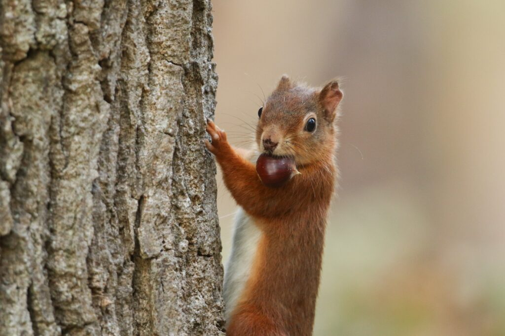 Do Squirrels Remember Where by They Buried Their Nuts?