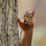 Do Squirrels Remember Where by They Buried Their Nuts?