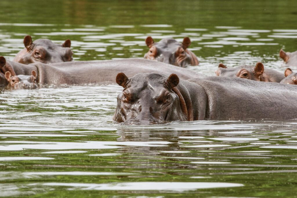 Invasive ‘Cocaine Hippos’ Are Being Sterilized in Colombia