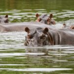 Invasive ‘Cocaine Hippos’ Are Being Sterilized in Colombia