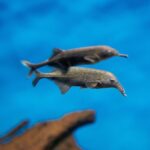 Elephantnose Fish ‘Sees’ by Doing an Electric Boogie