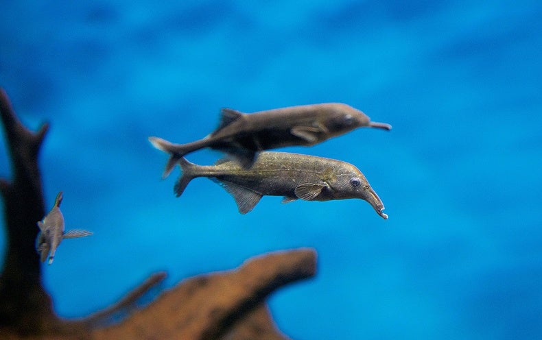 Elephantnose Fish ‘Sees’ by Doing an Electric Boogie
