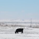 Can You Belief Farmers’ Almanacs’ Temperature Predictions?