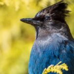 Birds Named right after Individuals Will Get New English Names