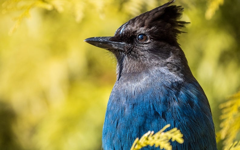 Birds Named right after Individuals Will Get New English Names