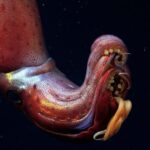 Mysterious Galápagos Reefs Harbor Strawberry Squid and Other Amazing Creatures