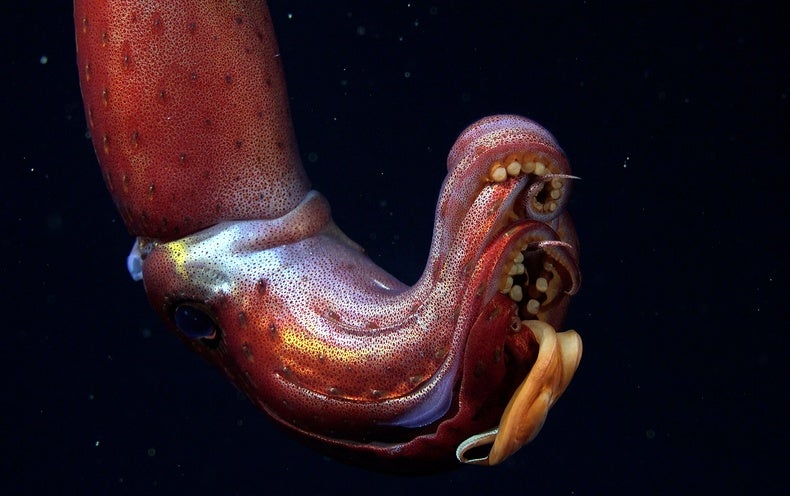Mysterious Galápagos Reefs Harbor Strawberry Squid and Other Amazing Creatures