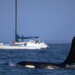 Orcas Are Finding out Terrifying New Behaviors